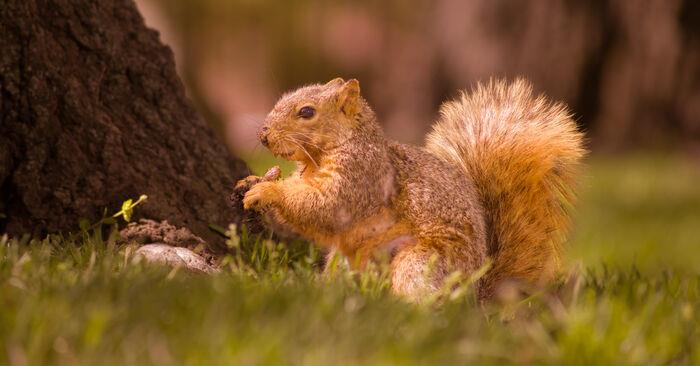 Squirrel1May2024-17 - Truman Today.jpg 